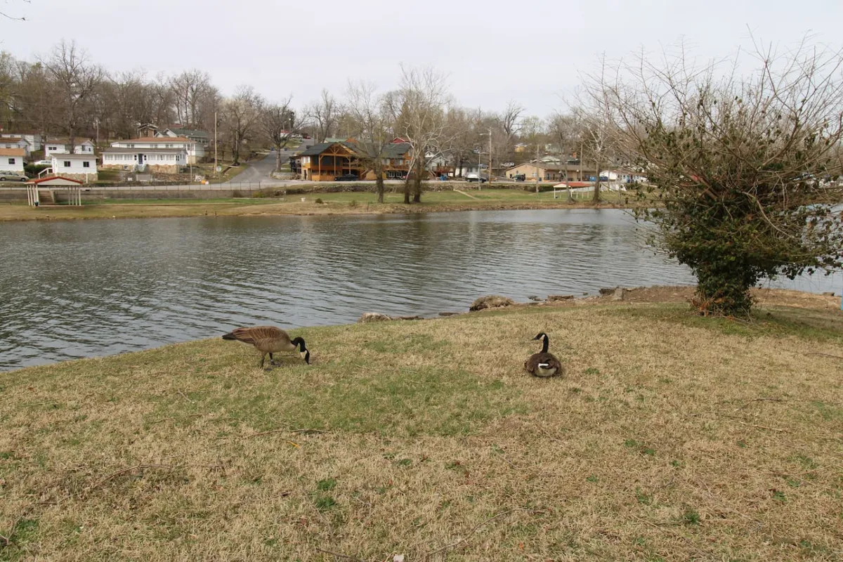 The image shows the peaceful lakeside exterior of a cozy cabin at Duck Harbor Resort, with two geese grazing on lush grass beside the calm, shimmering waters of Lake Taneycomo. In the distance, houses dot the opposite shoreline, and the natural landscape invites relaxation and exploration. The scene evokes tranquility, with opportunities for birdwatching, lakeside picnics, and leisurely strolls along the shore.